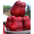 High Quality Fresh Bright Red Gala Apple